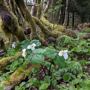Meet your Posher, Bridget